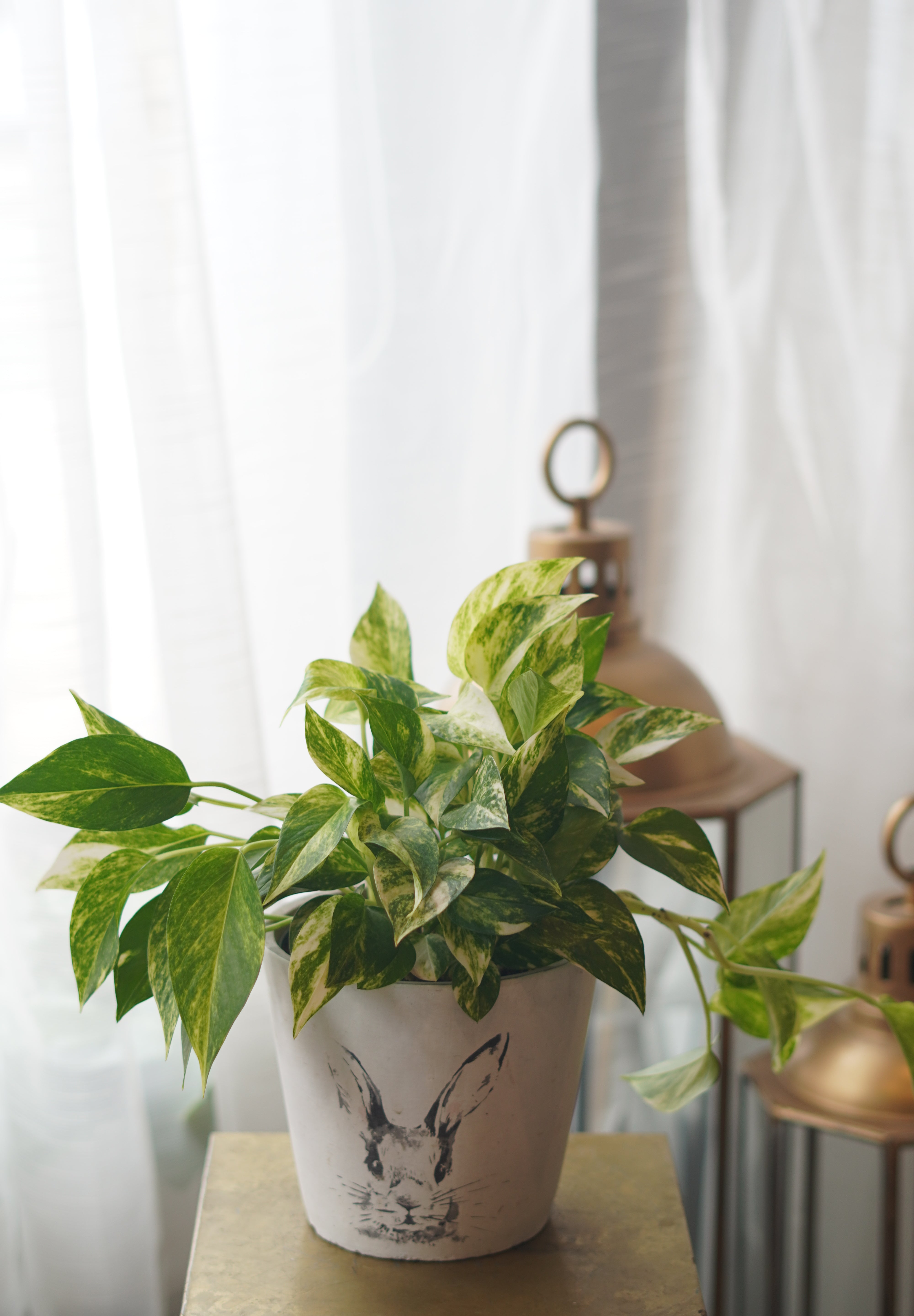 golden pothos plant ceramic pot indoor houseplant Toronto Moon’s Flowers