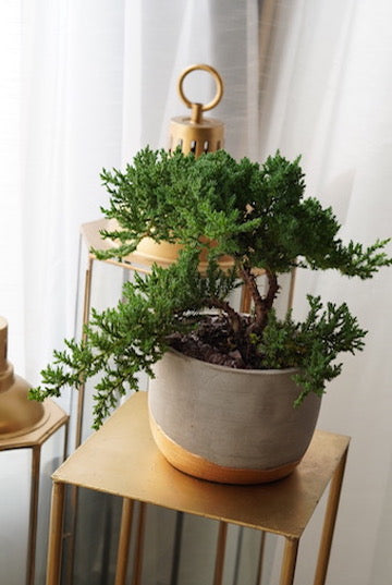 Bonsai - Large