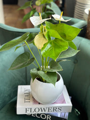 Anthurium  Pot