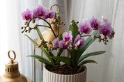 Mini Sympathy Orchids Pot