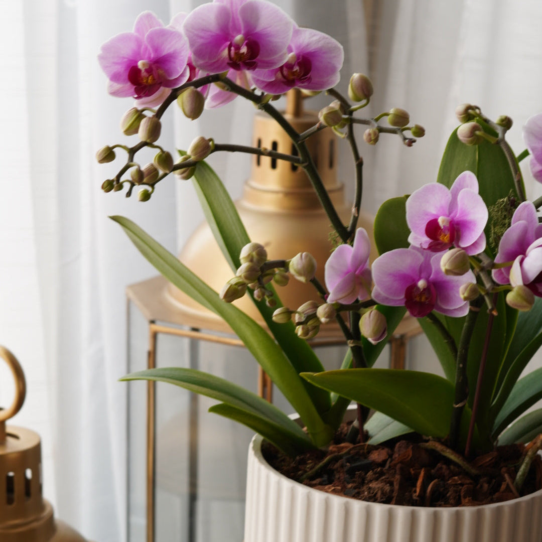 Mini pink Phalaenopsis orchid pot in white ribbed ceramic planter with gold lanterns, sympathy flower gift Toronto