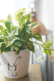 green houseplant pothos with variegated leaves modern indoor decor