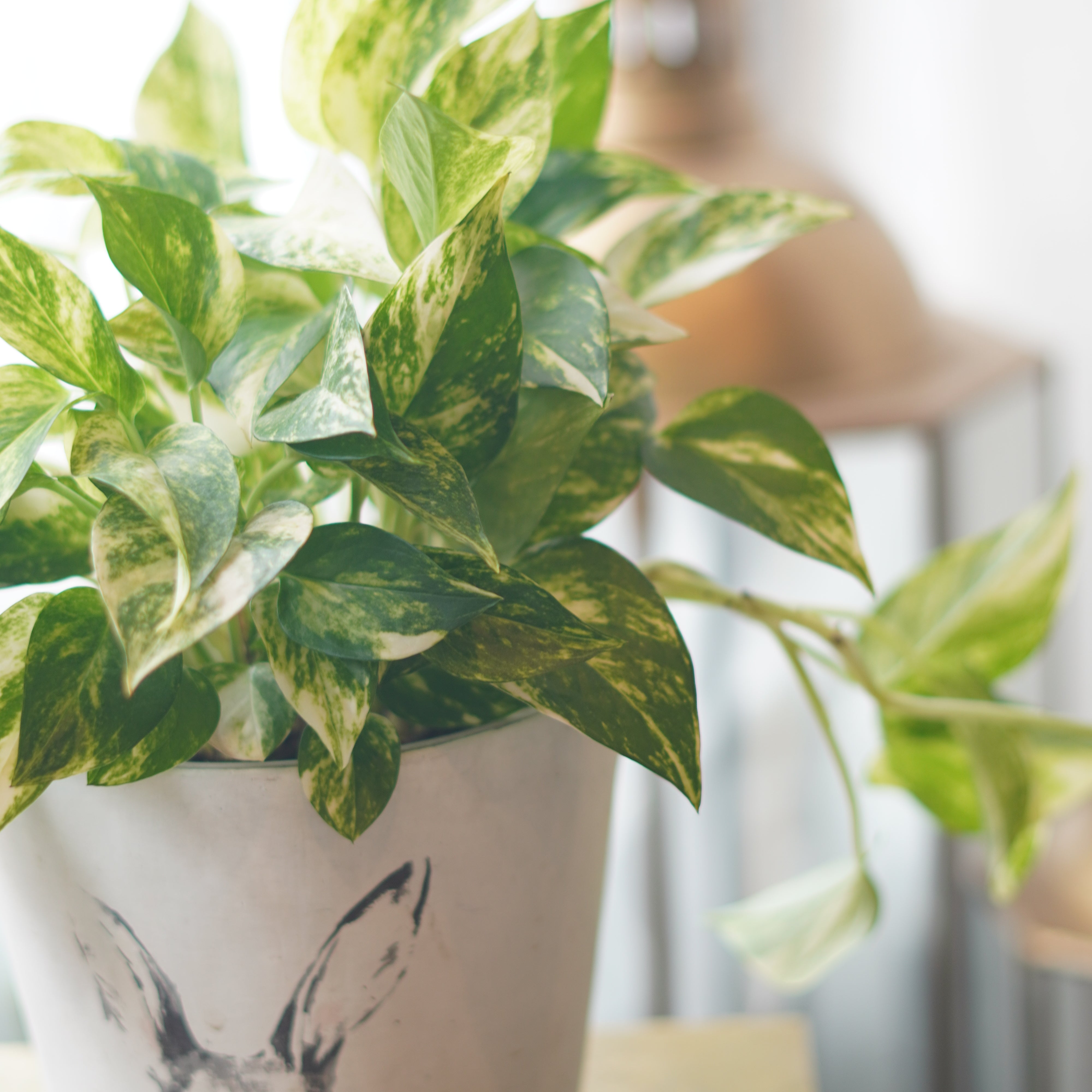 green houseplant pothos with variegated leaves modern indoor decor
