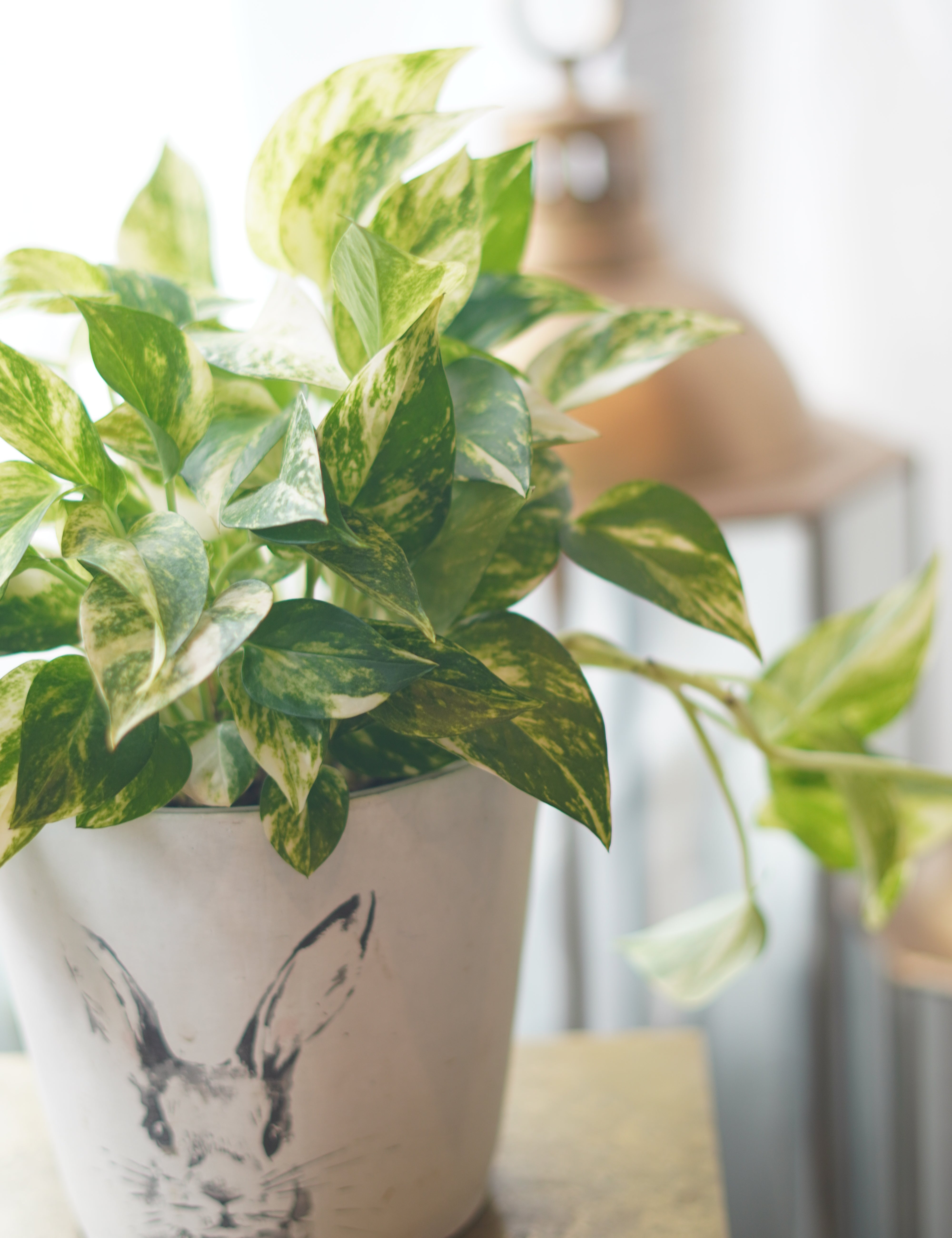 green houseplant pothos with variegated leaves modern indoor decor
