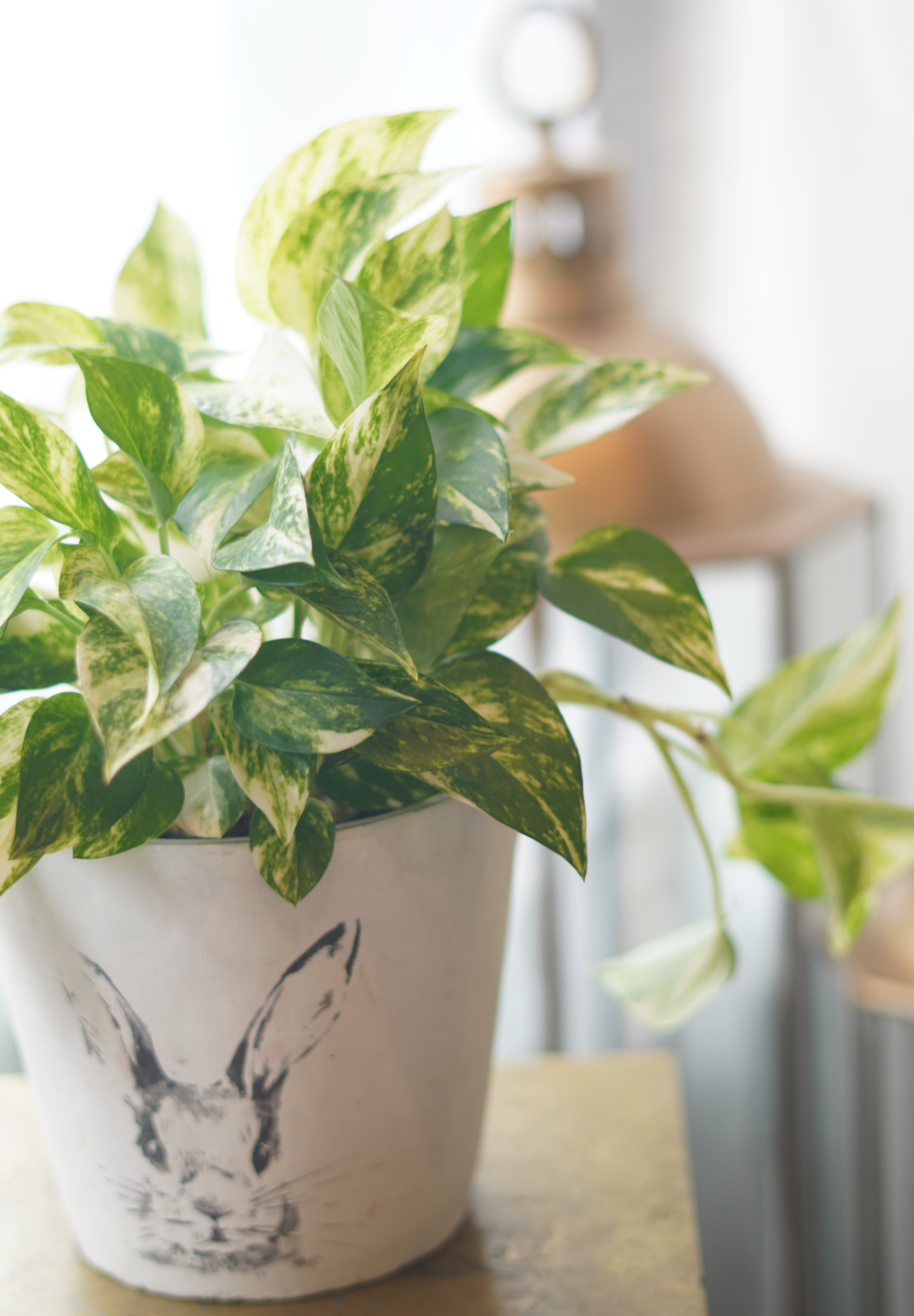 green houseplant pothos with variegated leaves modern indoor decor