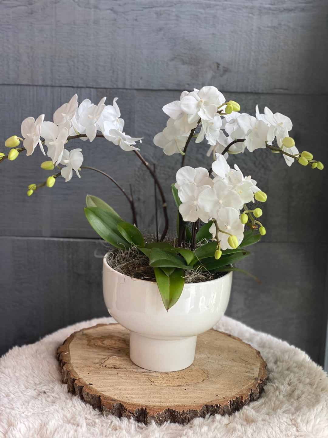 A beautiful Mother's Day mini orchid plant with delicate white Phalaenopsis blooms in a modern white ceramic pot. The pot is placed on a rustic wood slice slice on a fluffy white surface, perfect for an elegant home gift by Moon's Flowers Toronto