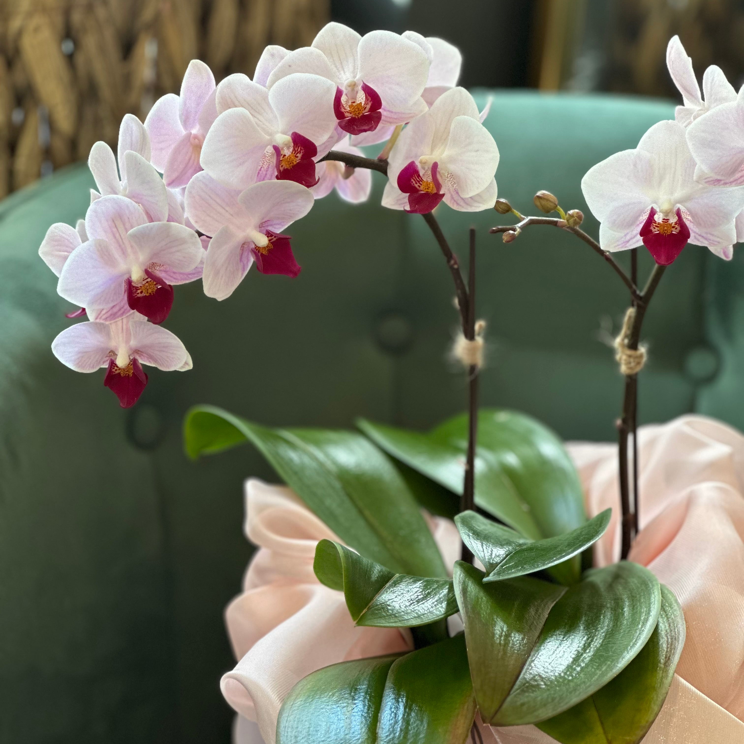 Artistically wrapped mini Phalaenopsis orchid in a soft fabric Bojagi, symbolizing care and respect, a perfect thoughtful gift for mom this Mother's day
