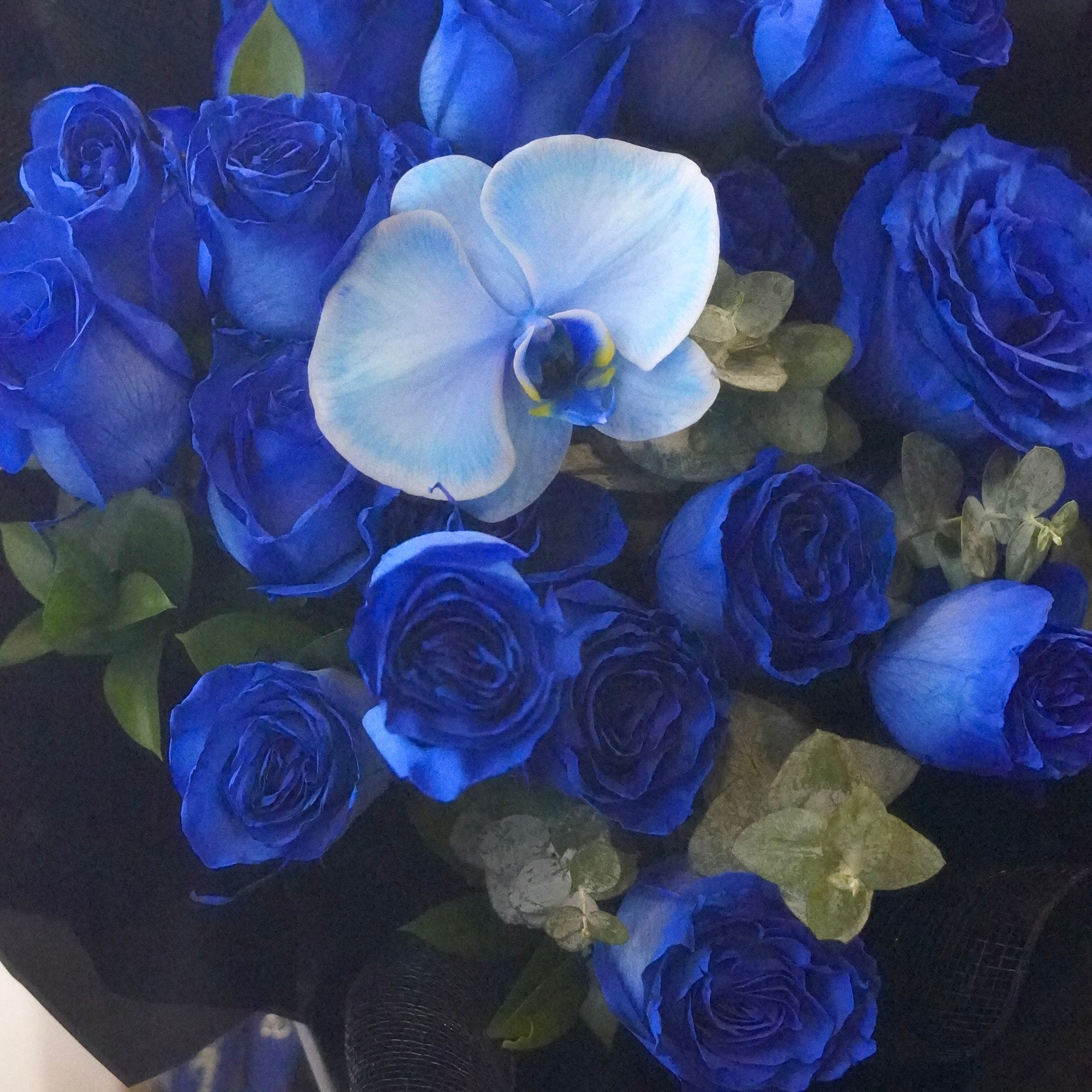 Close up 2 dozen blue roses with blue orchid