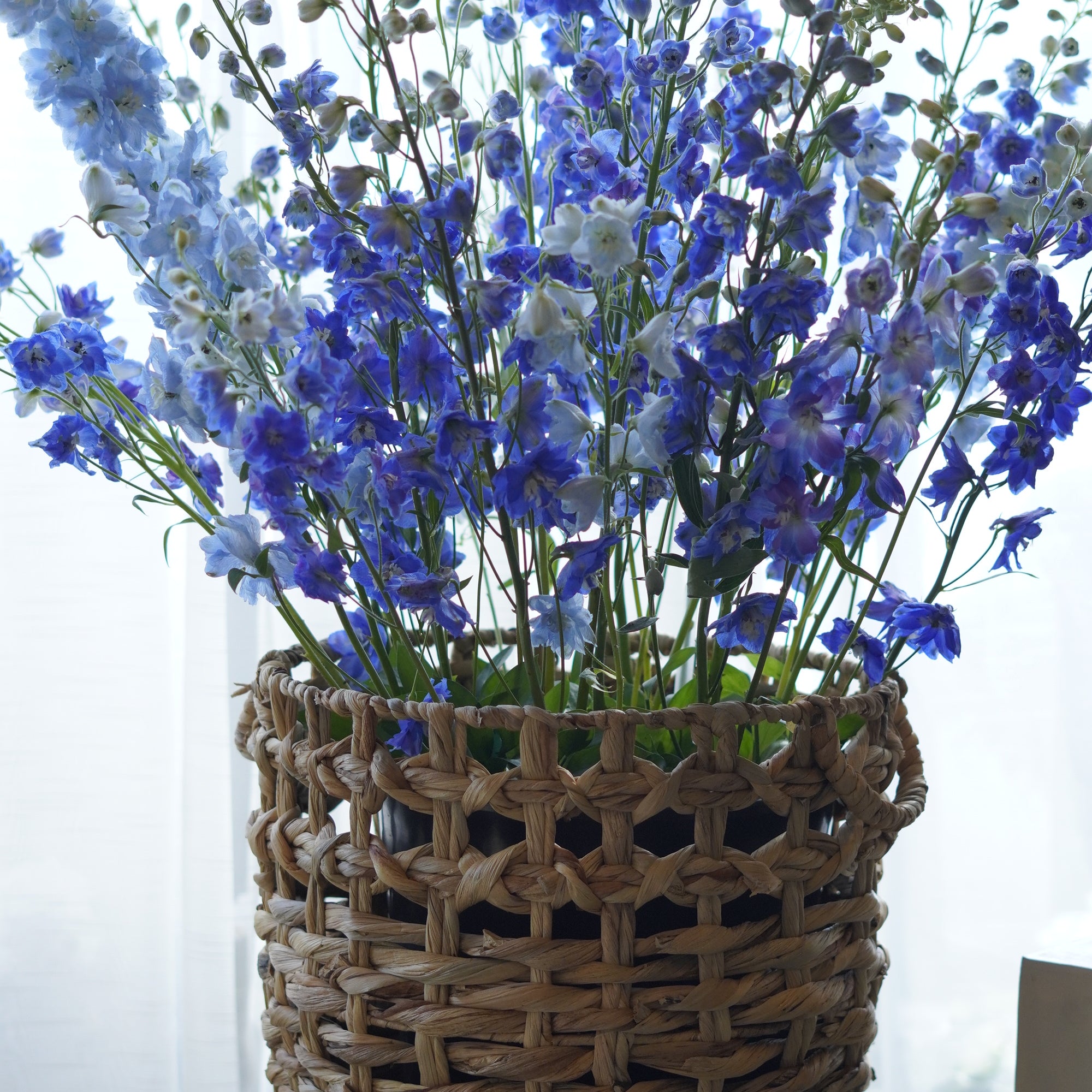Tall arrangement of rich blue and light powder blue delphiniums in a handwoven rattan basket container.