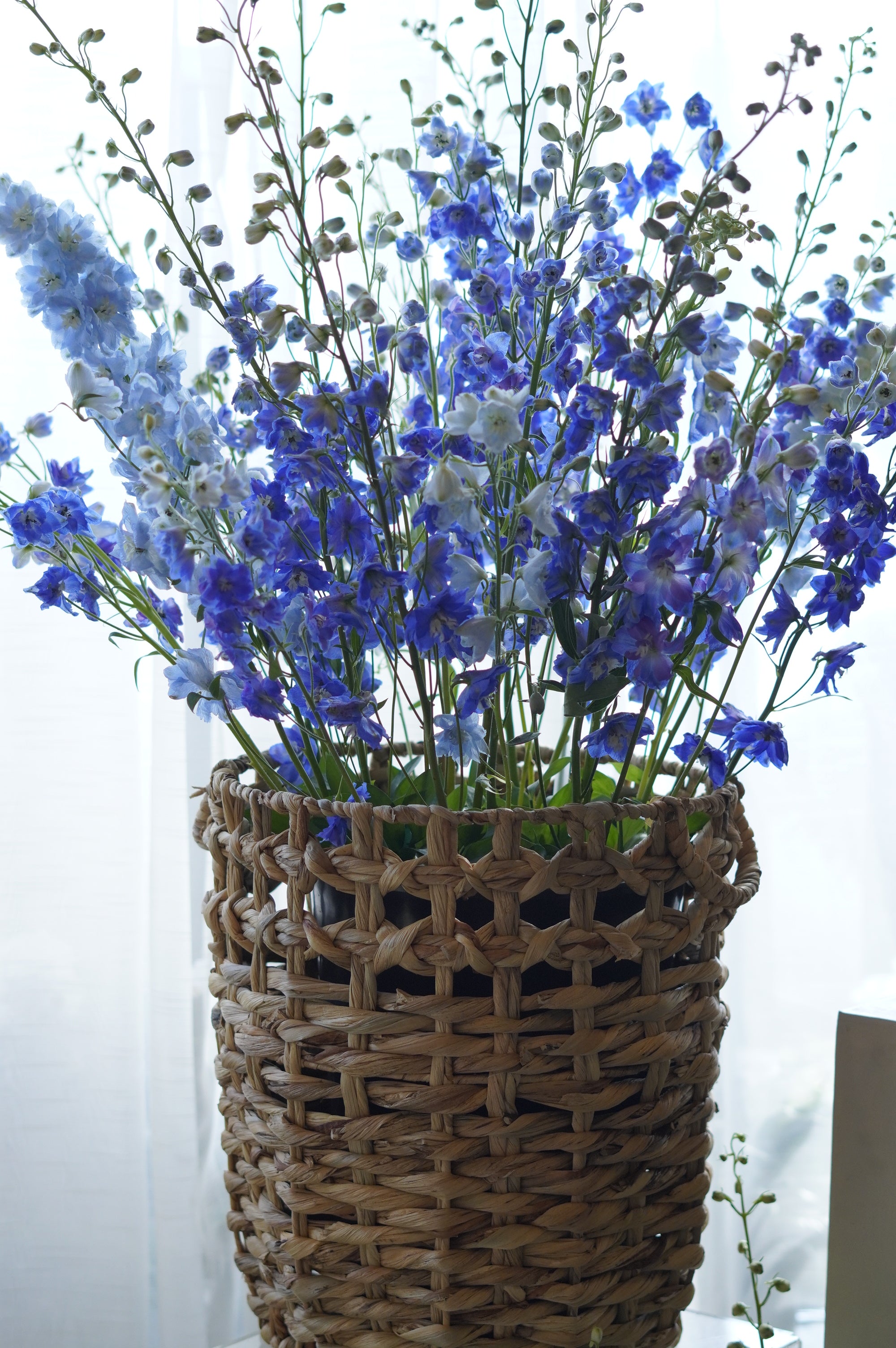 Tall arrangement of rich blue and light powder blue delphiniums in a handwoven rattan basket container.