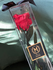 Single Long Stem Rose Preserved