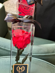 Single Long Stem Rose Preserved