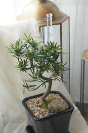 Classic bonsai tree with curved trunk, minimalist home decor plant