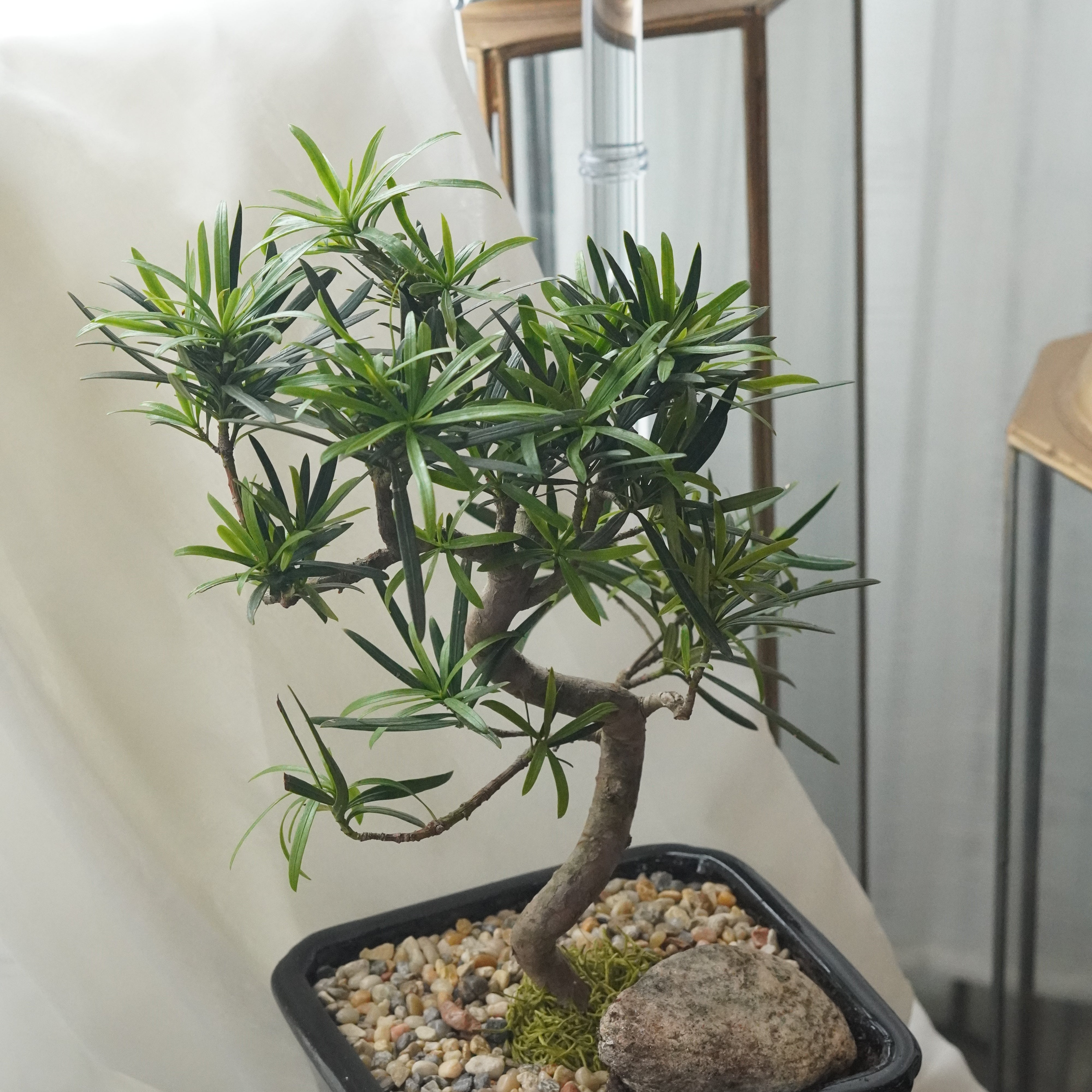 Classic bonsai tree with curved trunk, minimalist home decor plant