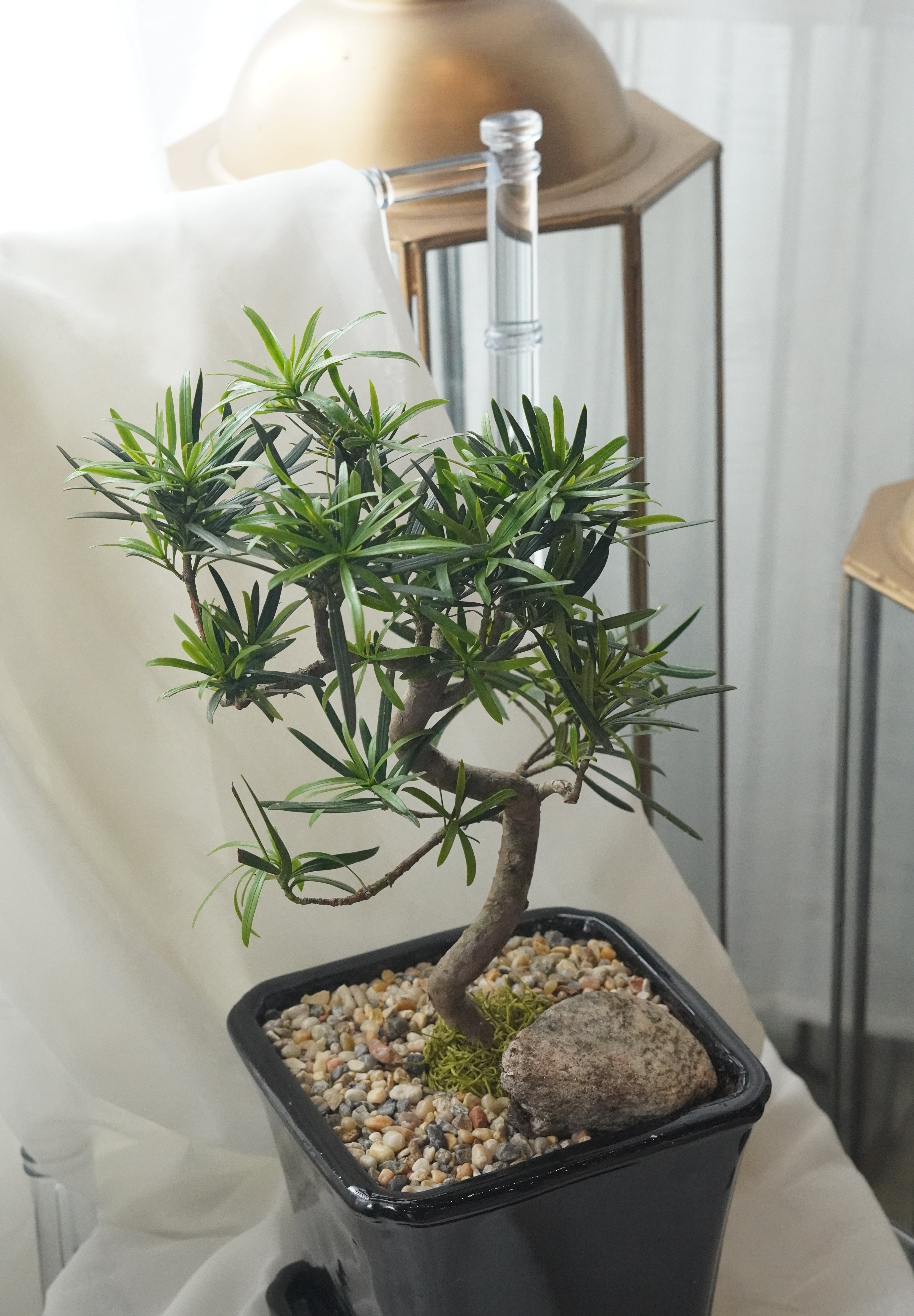 Classic bonsai tree with curved trunk, minimalist home decor plant