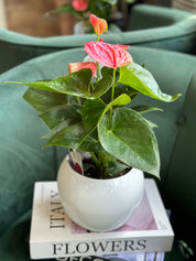 Anthurium  Pot