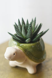 Small Succulent