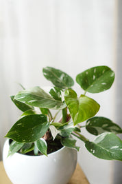 Philodendron(white princess)