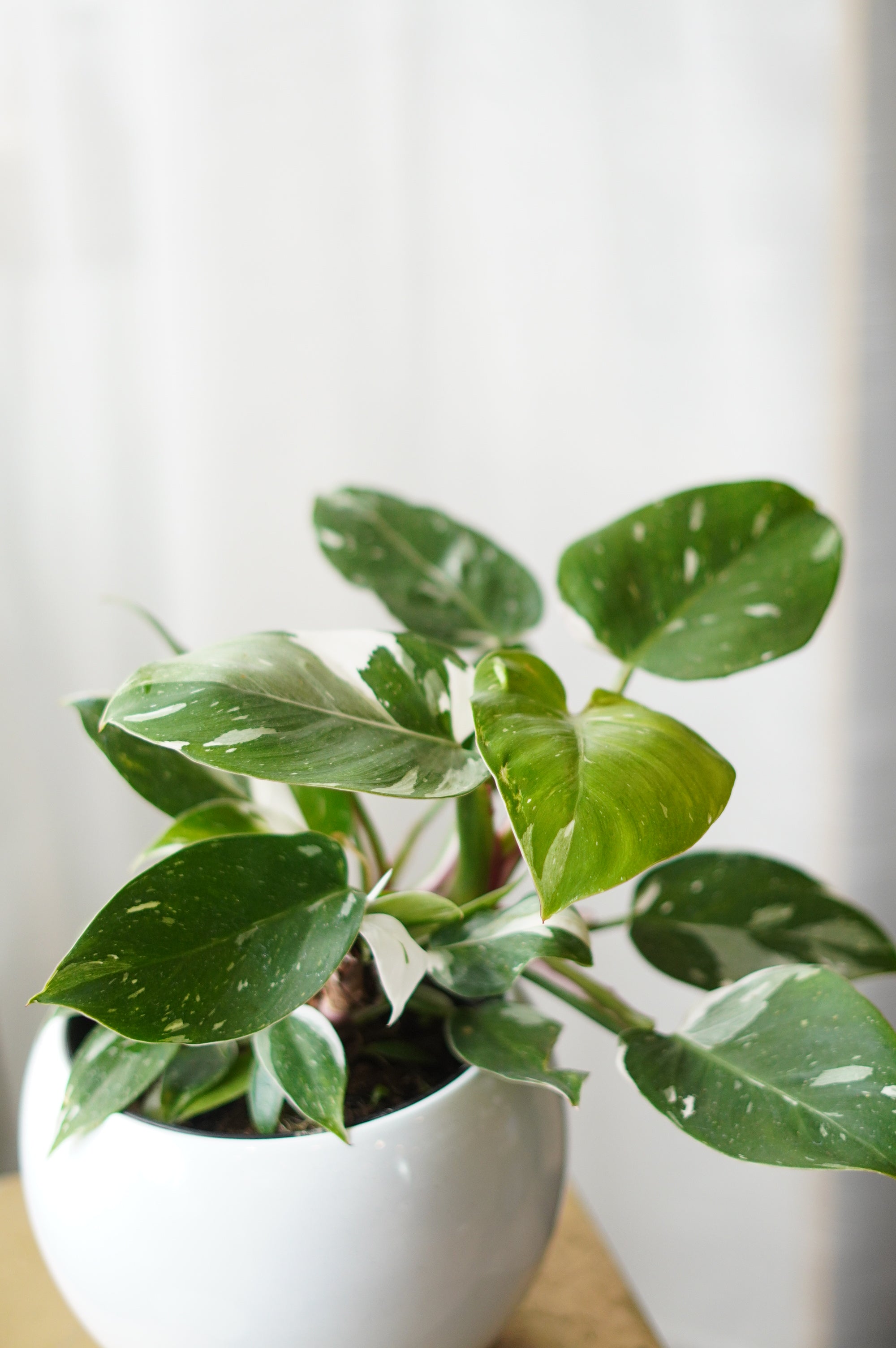 Philodendron(white princess)