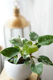 Philodendron(white princess)