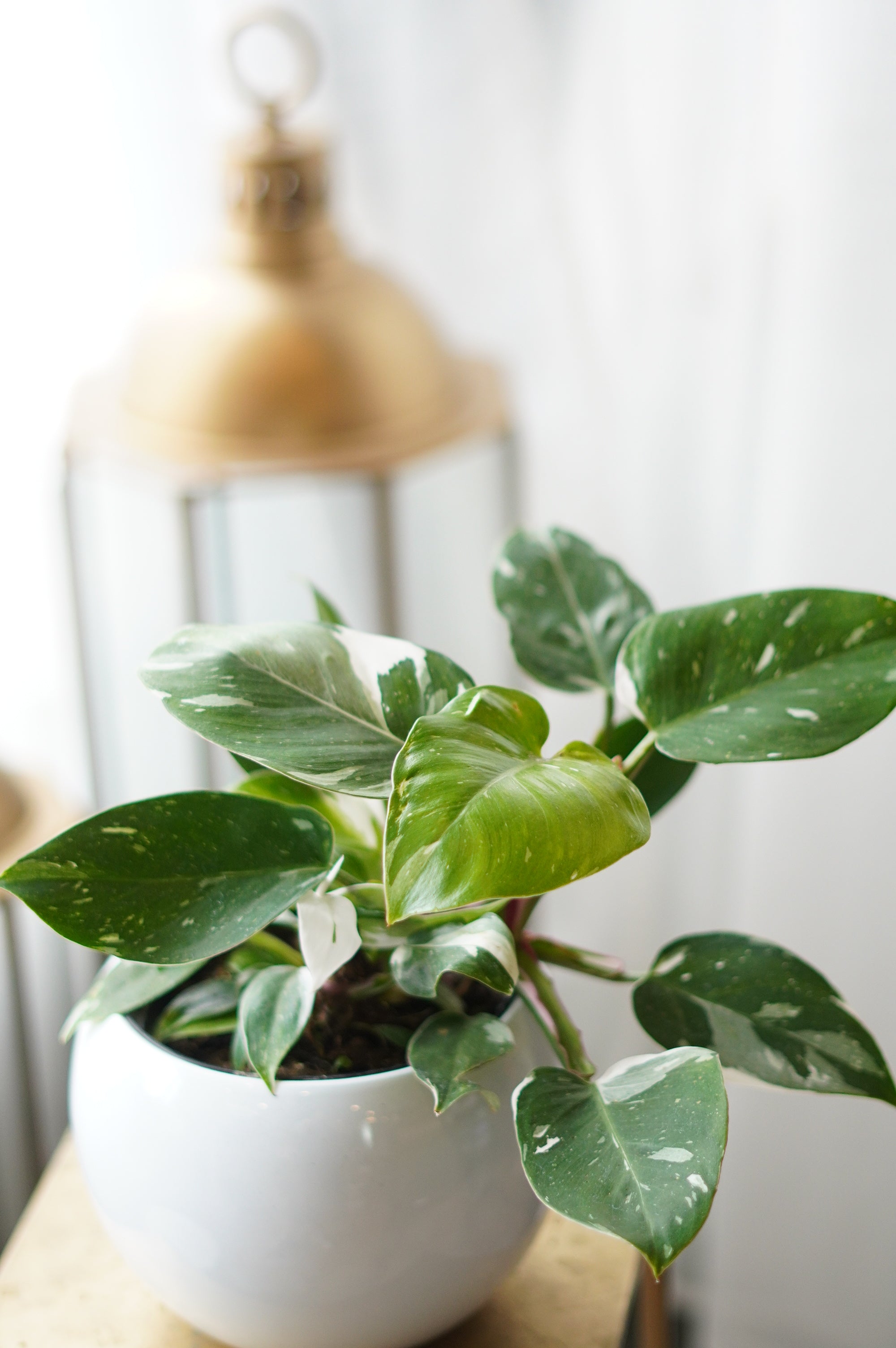 Philodendron(white princess)