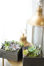 Little Garden Box