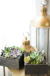 Little Garden Box
