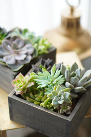 Little Garden Box