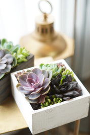 Little Garden Box