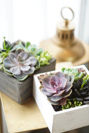 Little Garden Box