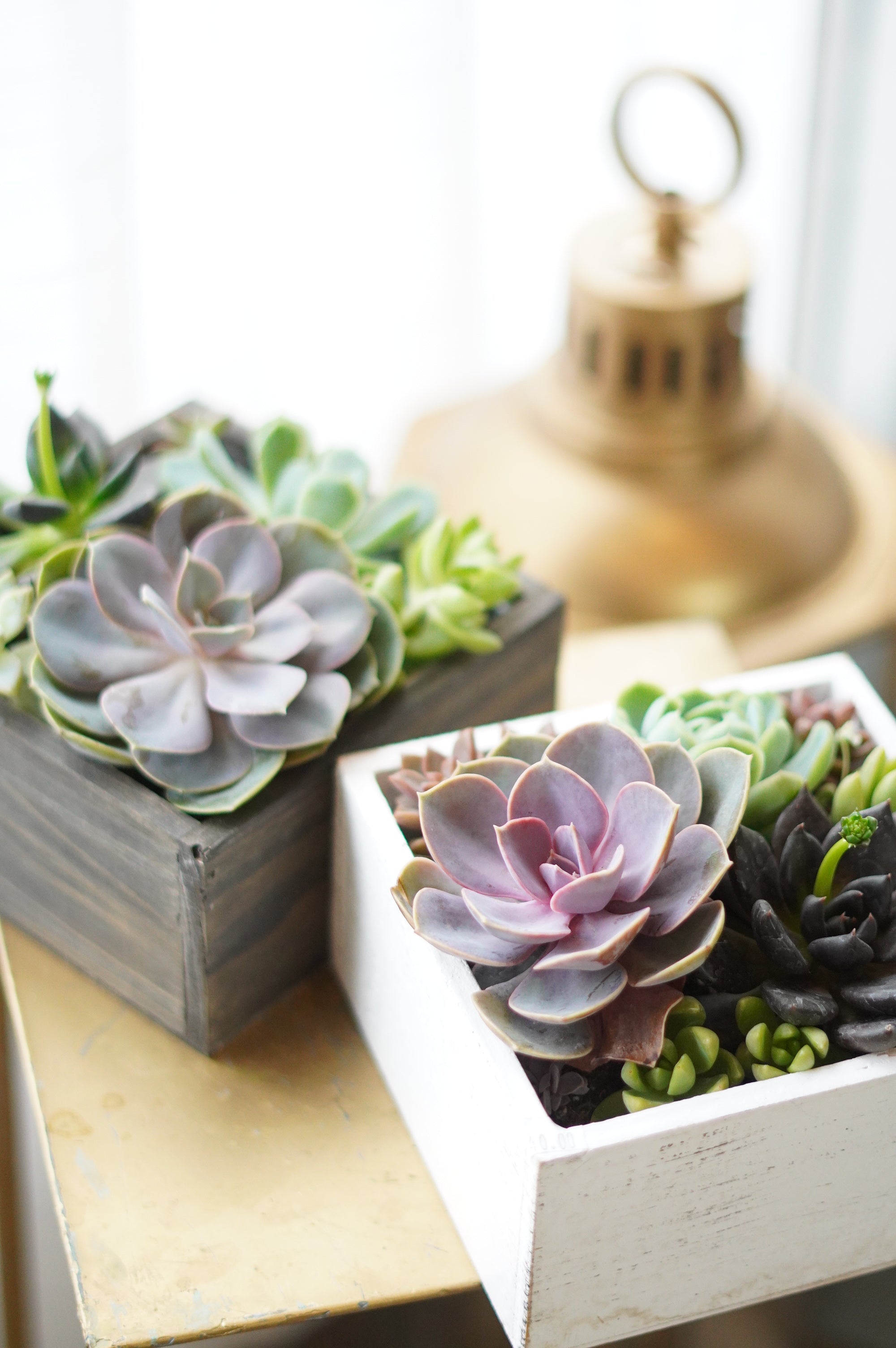 Little Garden Box