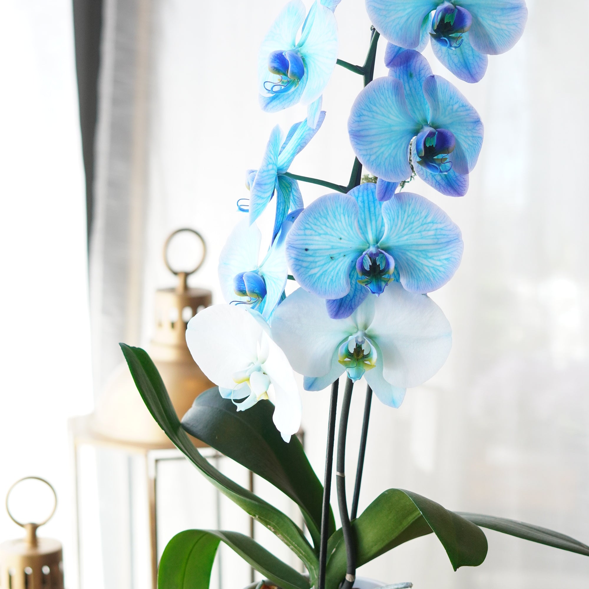 Front view of the arrangement