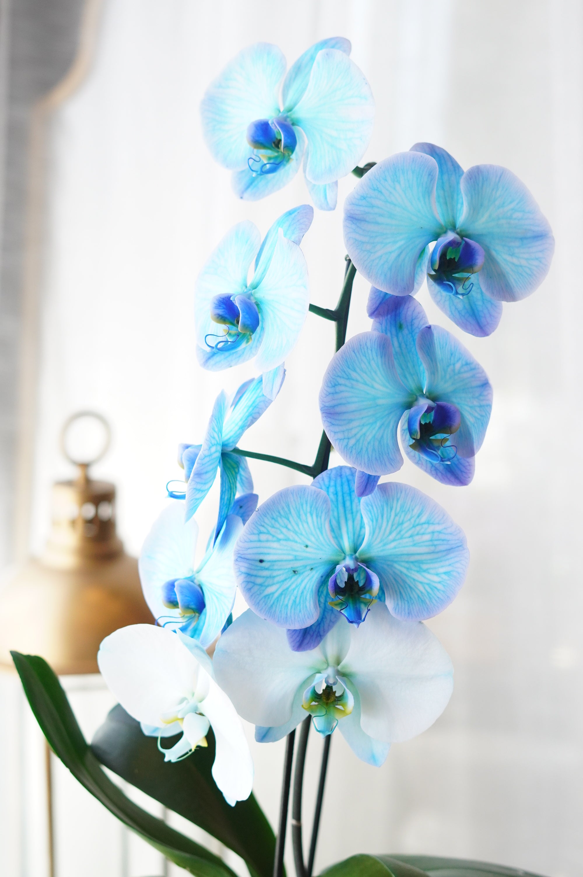 洋蘭 ORCHID FLOWERS Blue Orchid | Flower Delivery Toronto | Flower Shop Toronto