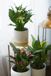 Calla Lily Plant