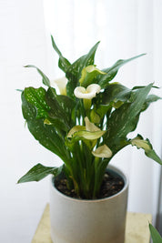 Calla Lily Plant