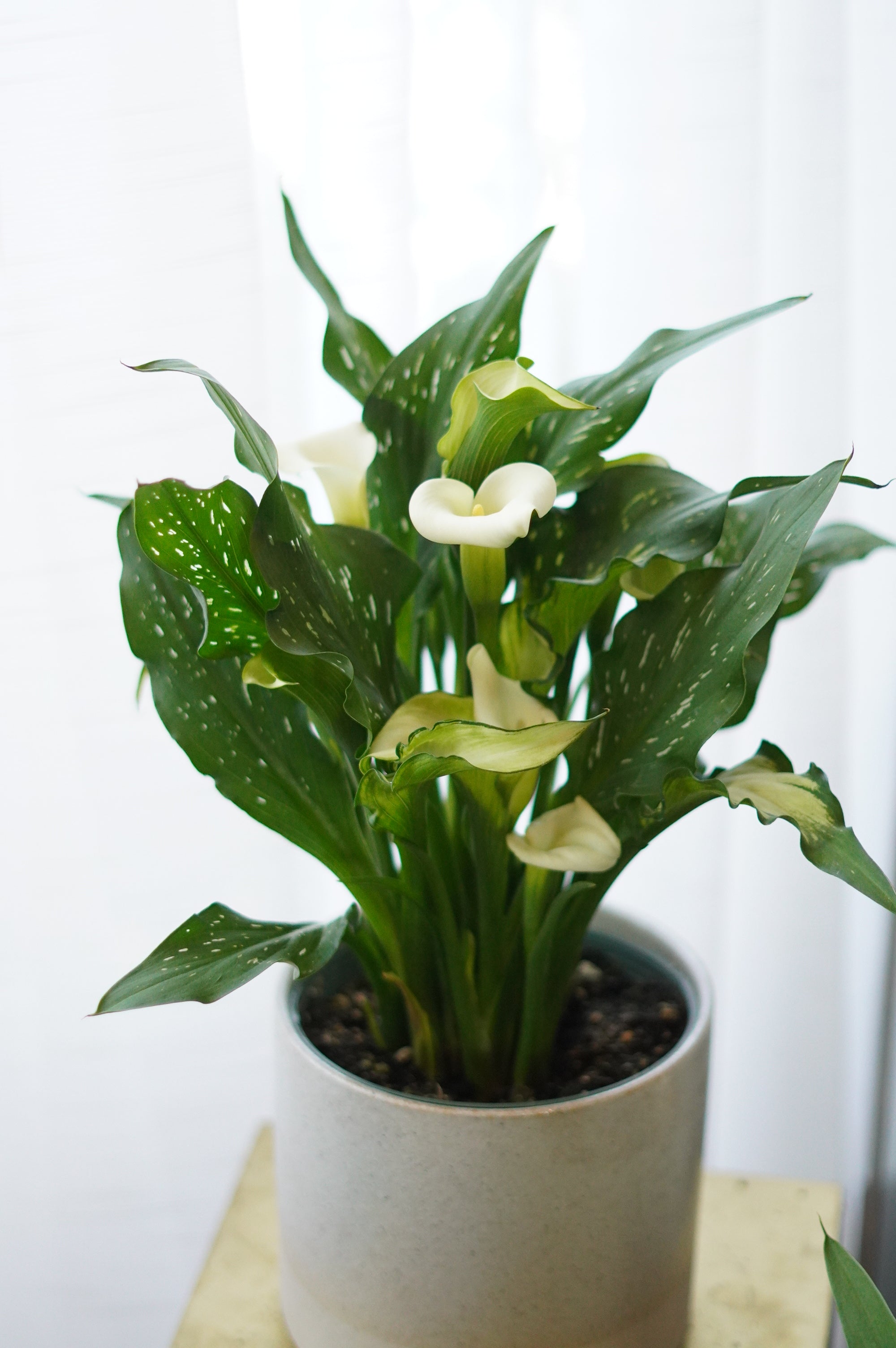 Calla Lily Plant