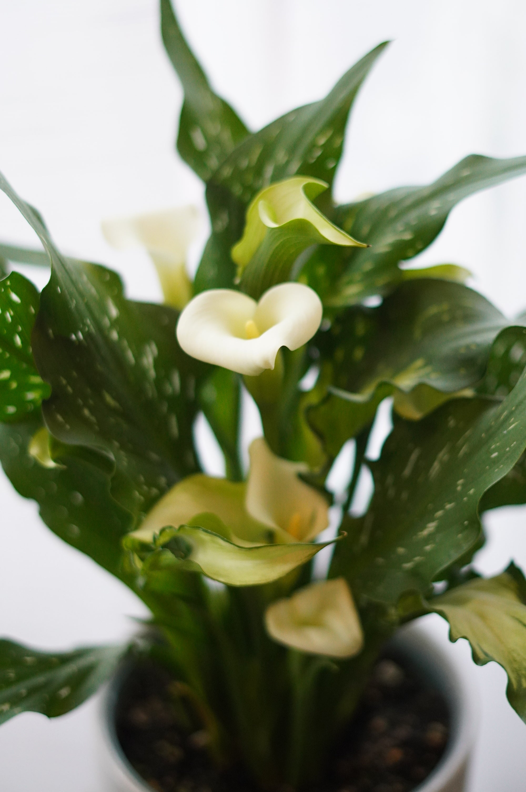 Calla Lily Plant
