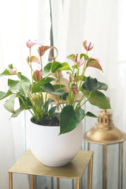 Anthurium Pot