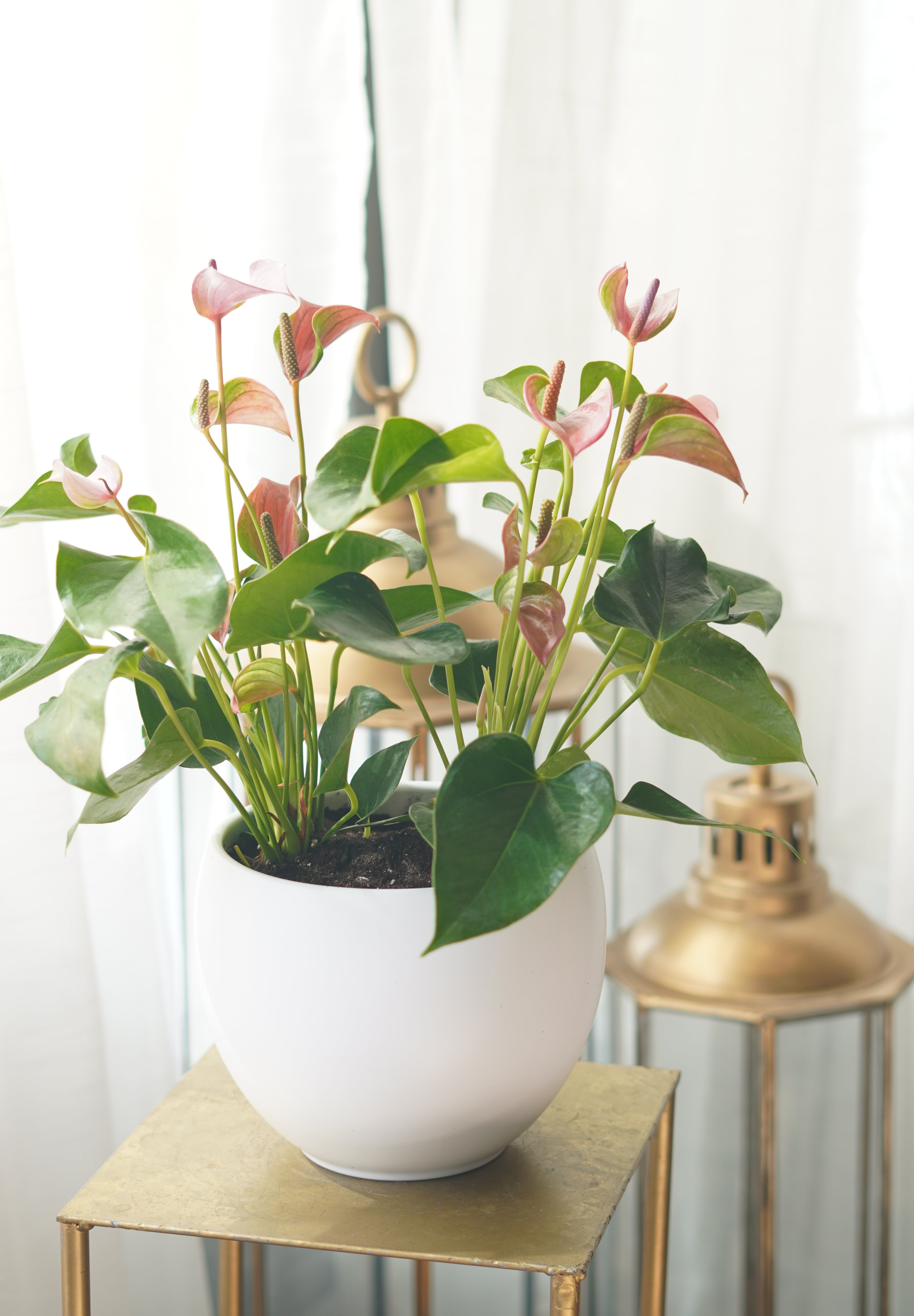 pots for anthurium Anthurium Pot | Flower Delivery Toronto | Flower Shop Toronto