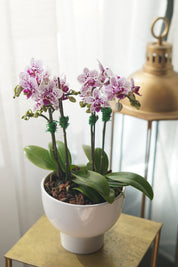 Mini Sympathy Orchids Pot