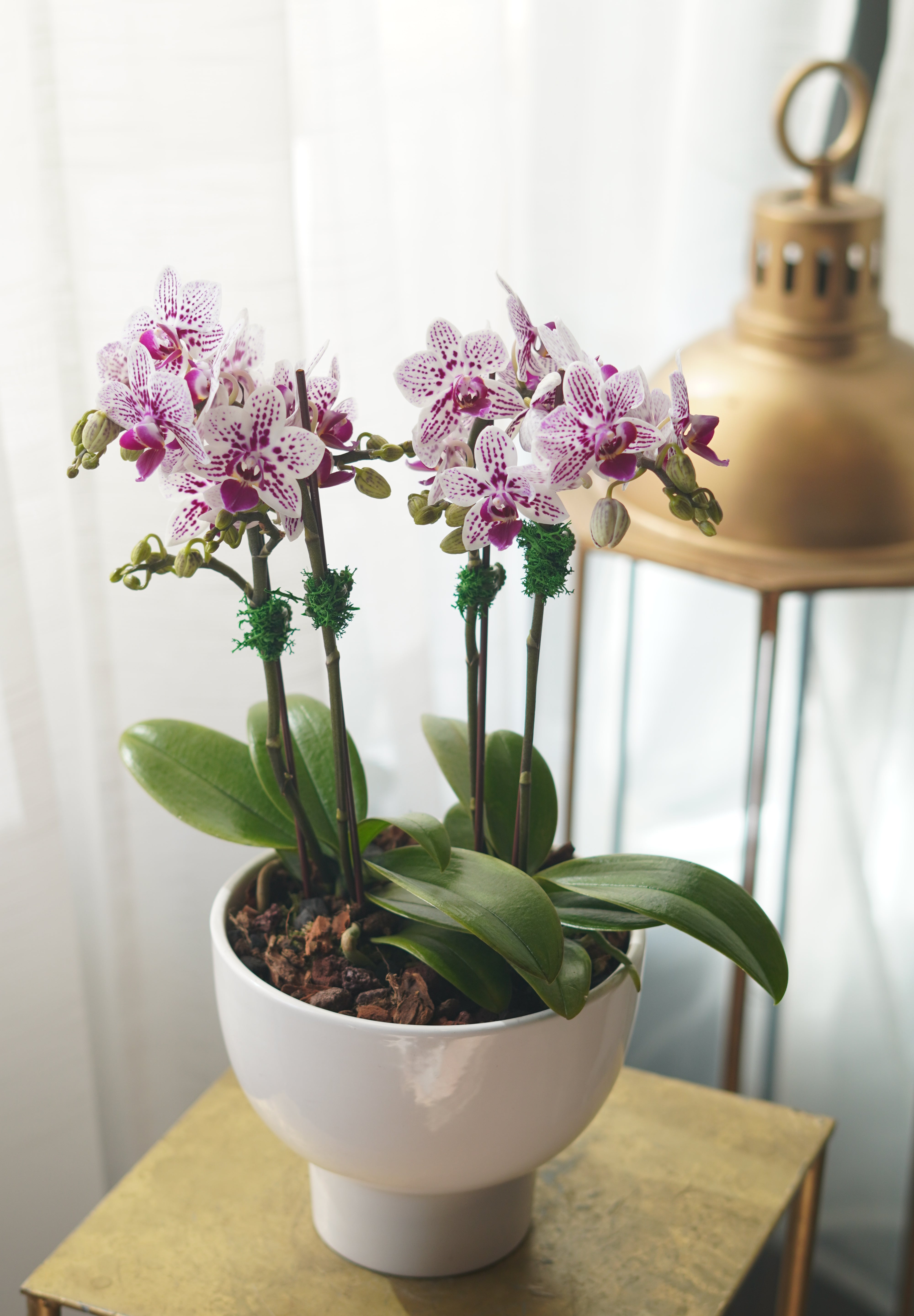 Mini Sympathy Orchids Pot