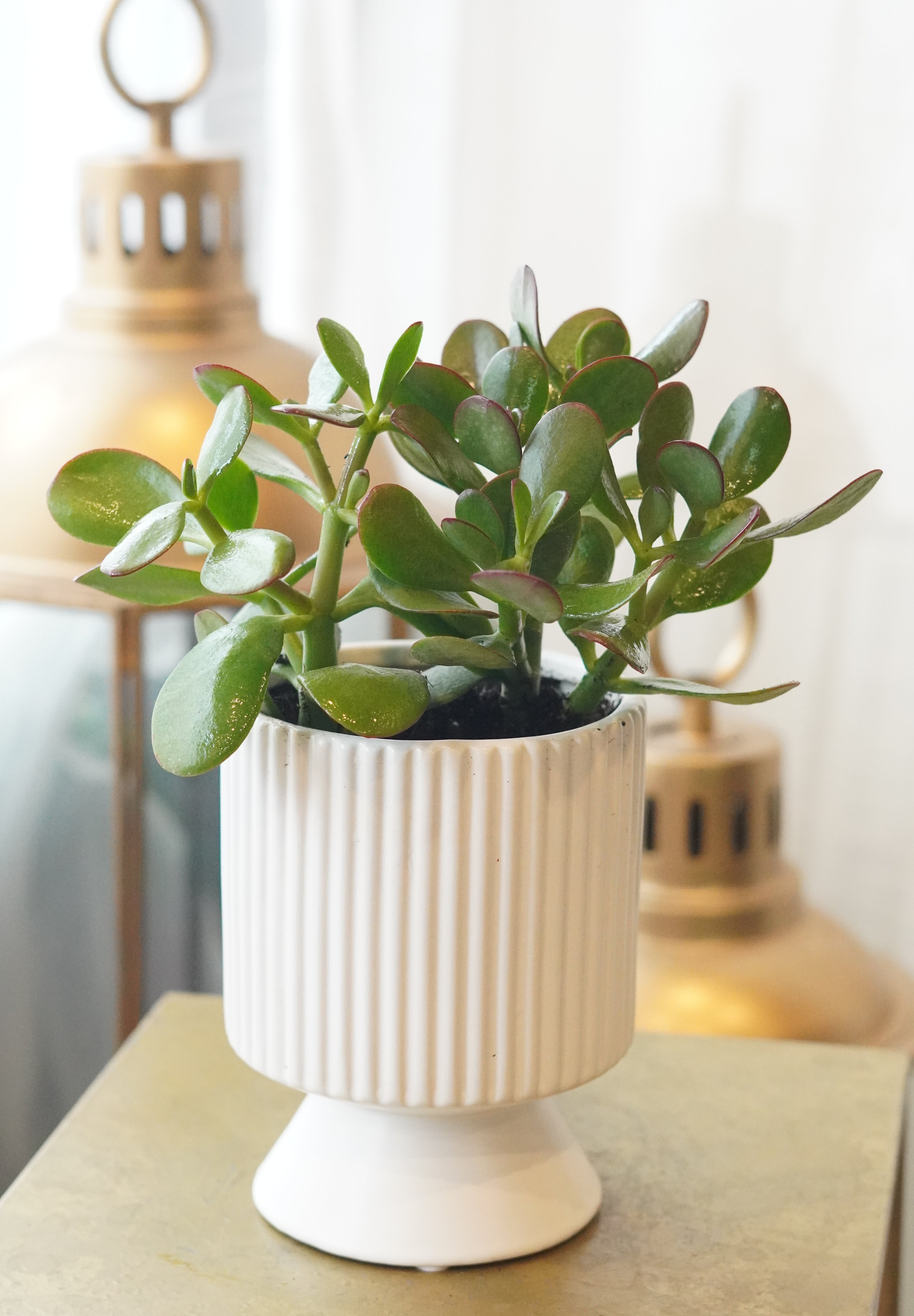 Jade plant