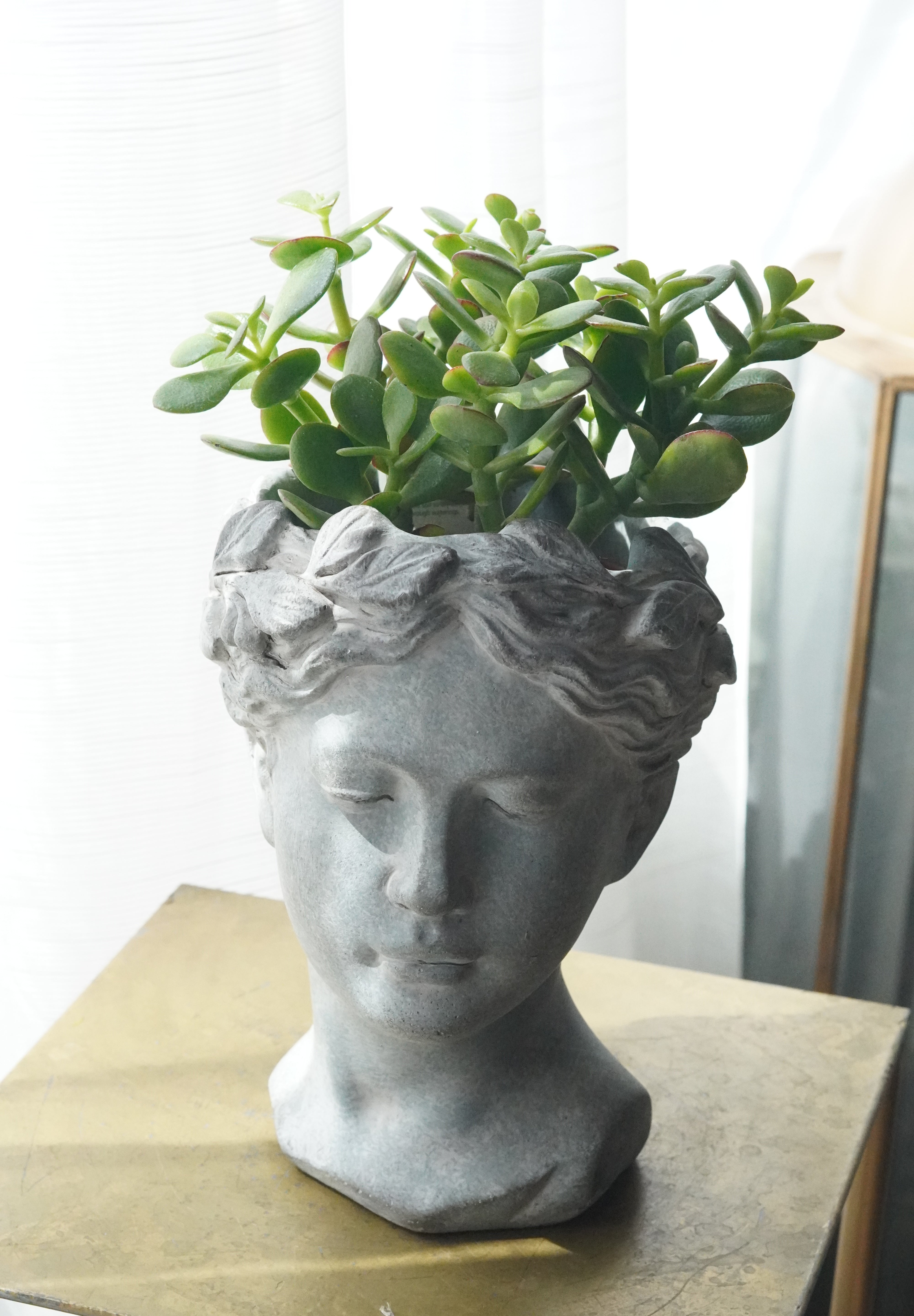 Jade plant in statue vase