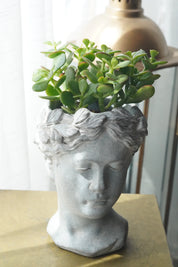 Jade plant in statue vase