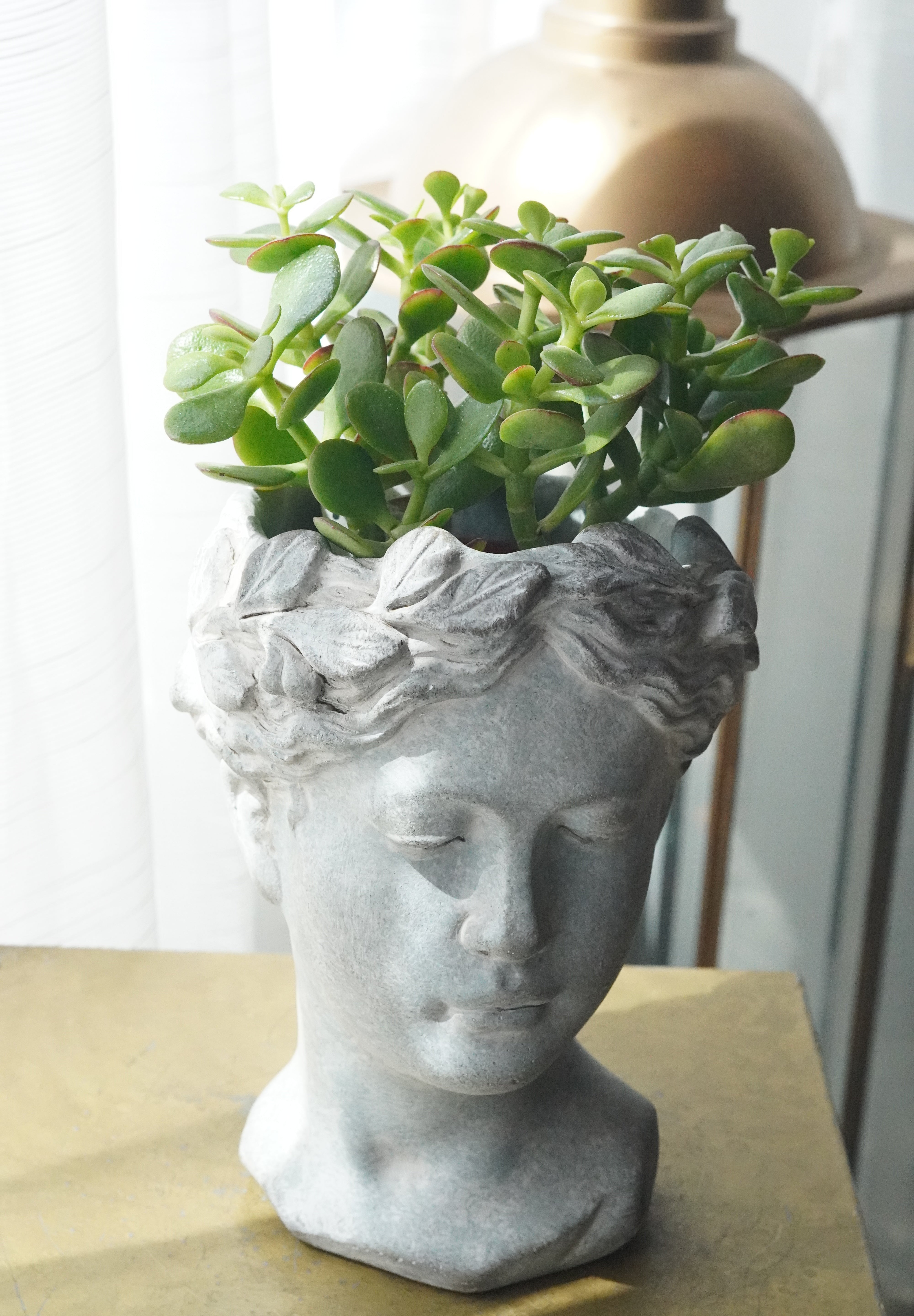 Jade plant in statue vase