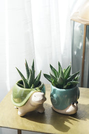 Small Succulent