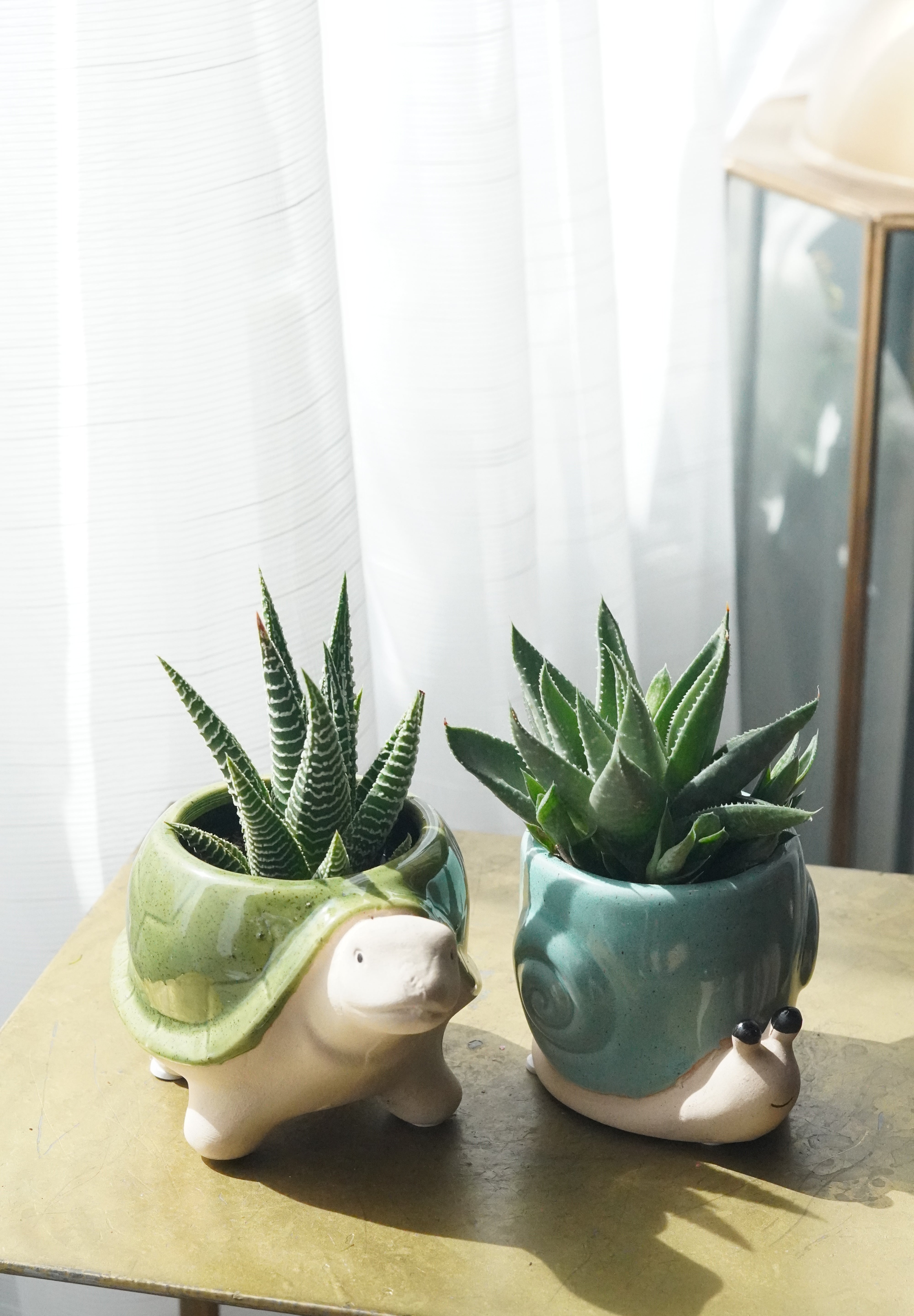 Small Succulent