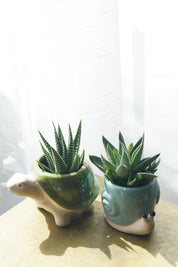 Small Succulent