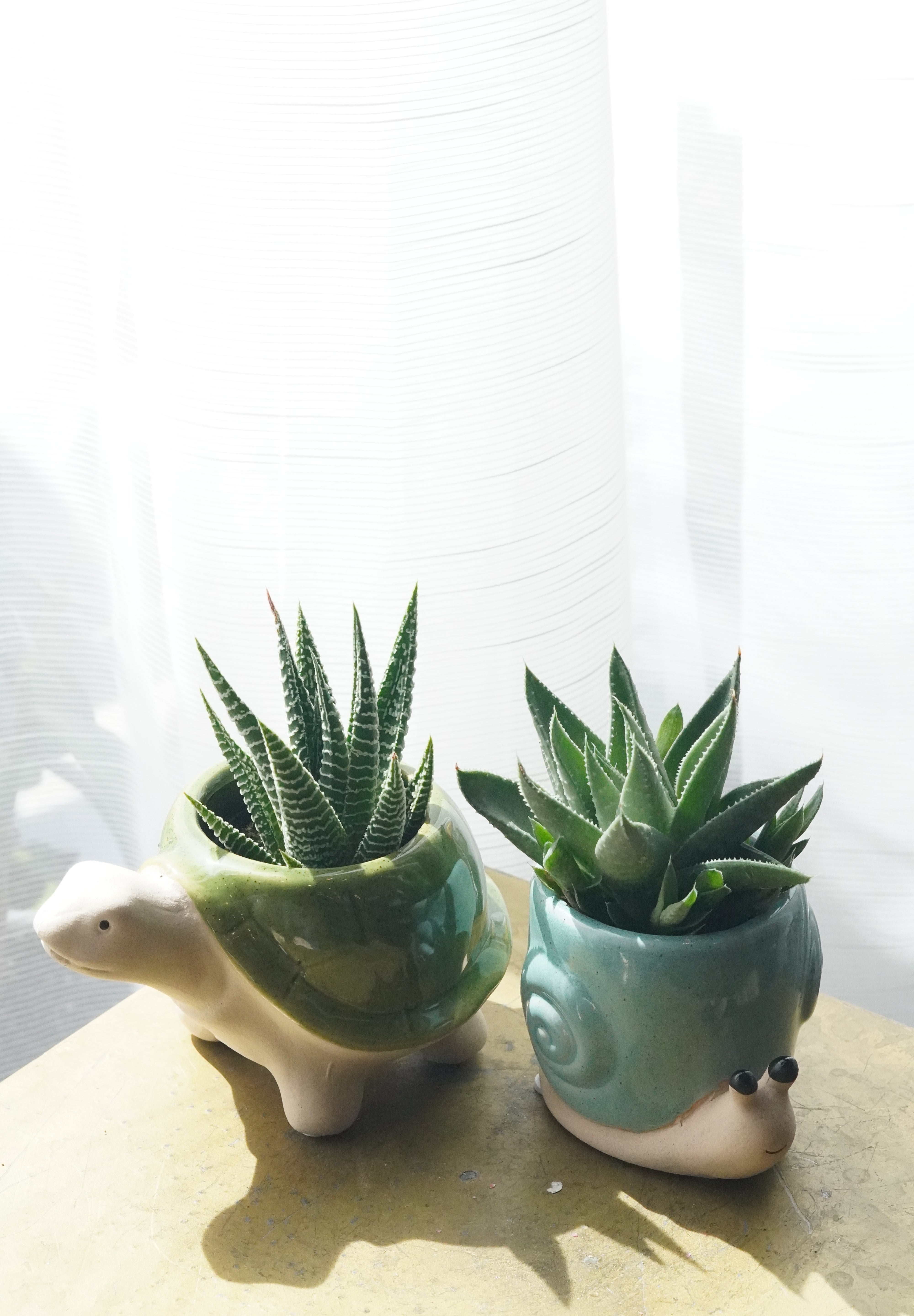 Small Succulent