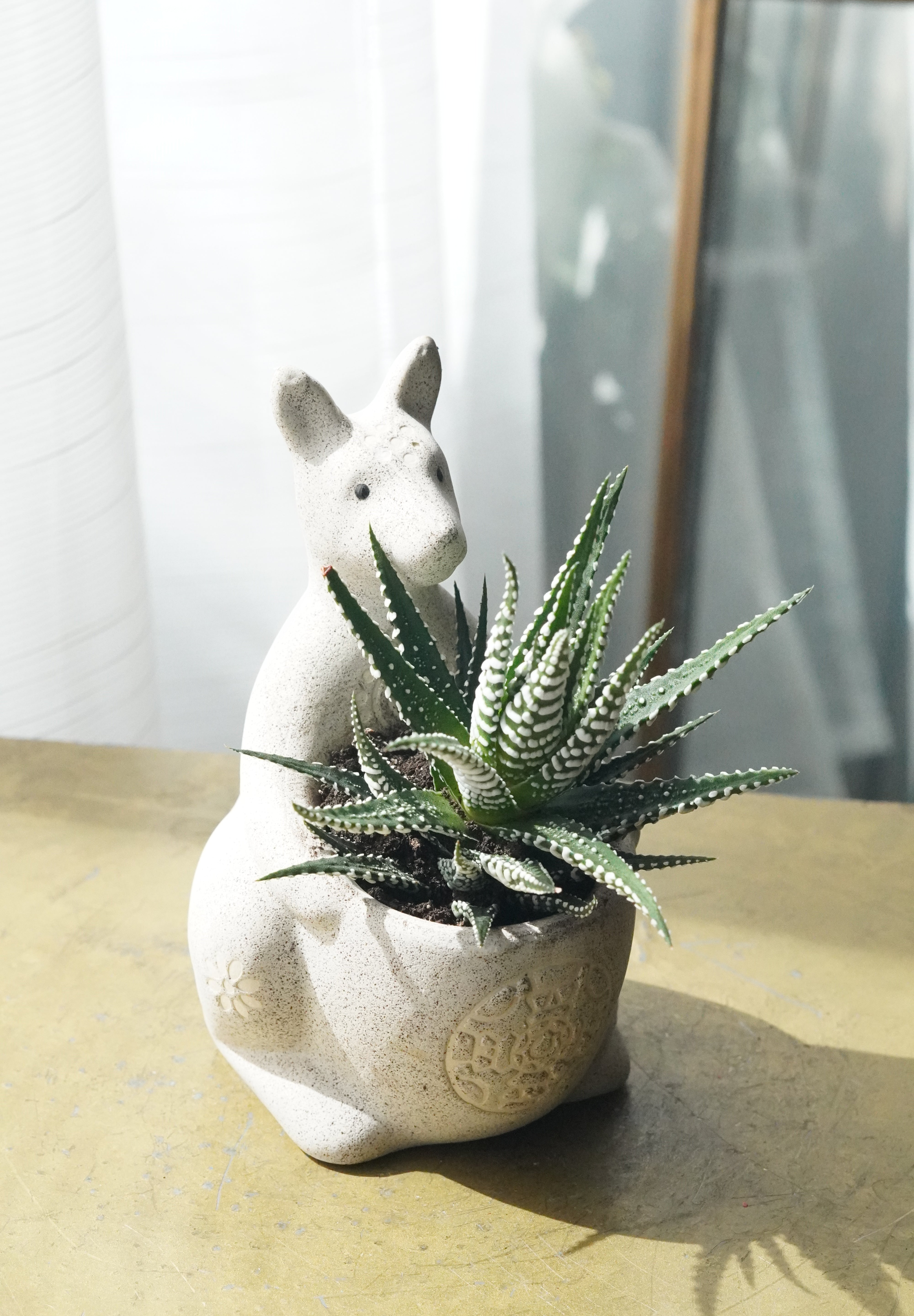 Small Succulent